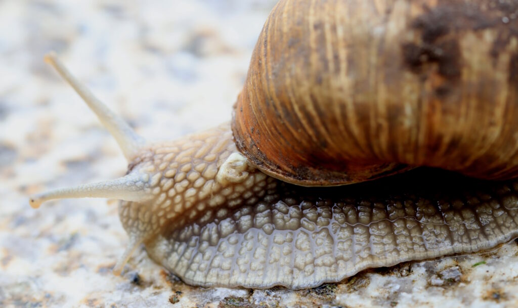 Das Foto zeigt eine Weinbergschnecke, deren Fuß Wellen macht