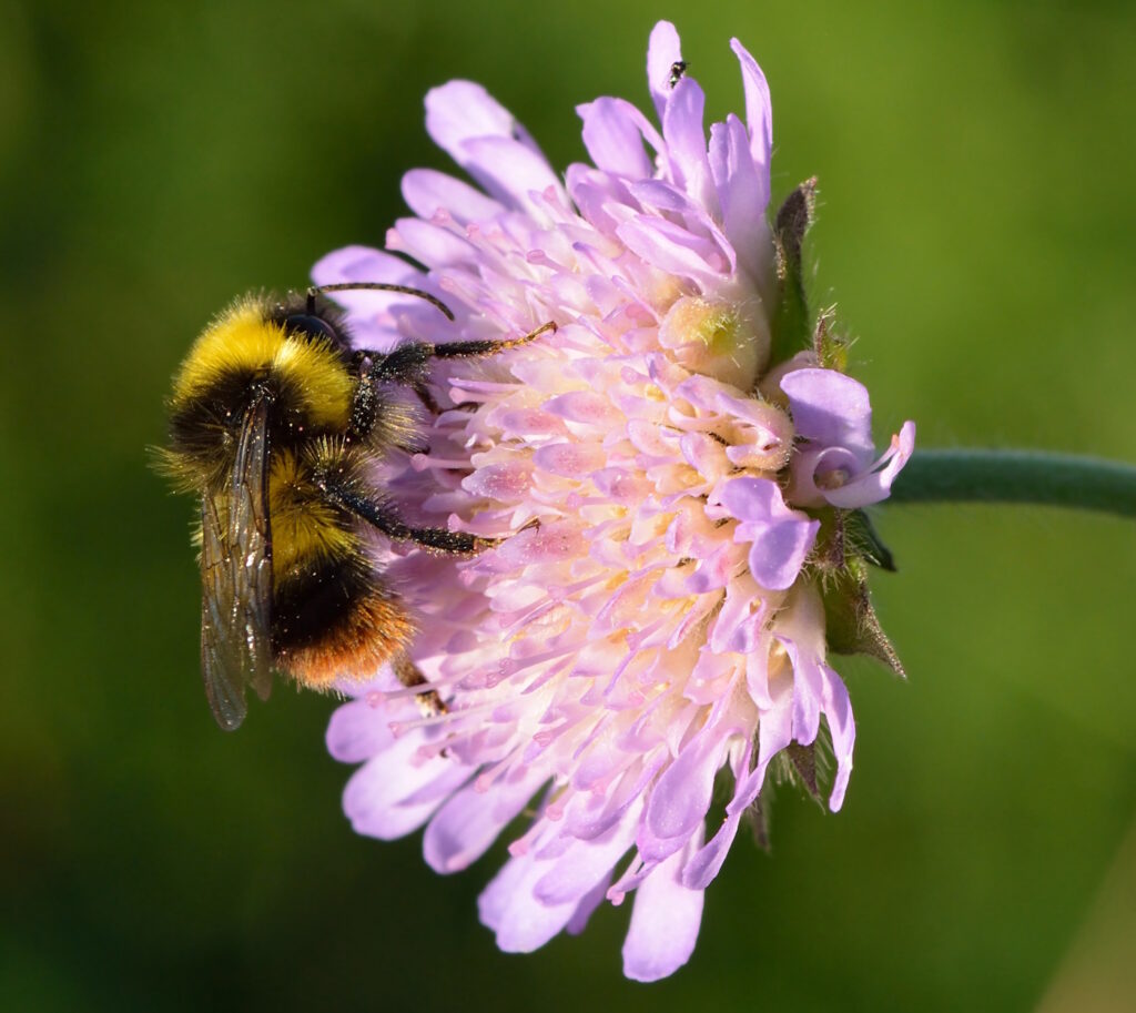 Das Foto zeigt eine Drohne der Wiesenhummel