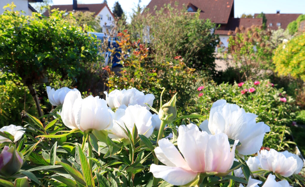 Das Foto zeigt einen Garten mit verschiedenen Blumen und Sträuchern