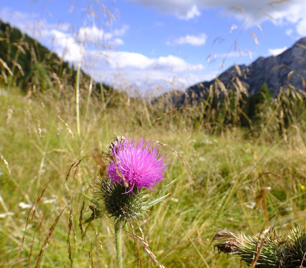Das Foto zeigt eine Ackerdist vor einem Bergpanorama