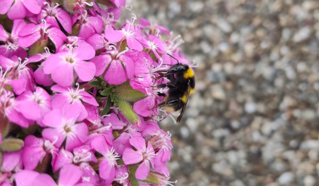 Das Foto zeigt die Augen einer Hummel