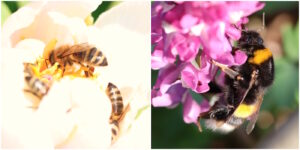Das Foto zeigt eine Bienen und eine Hummel
