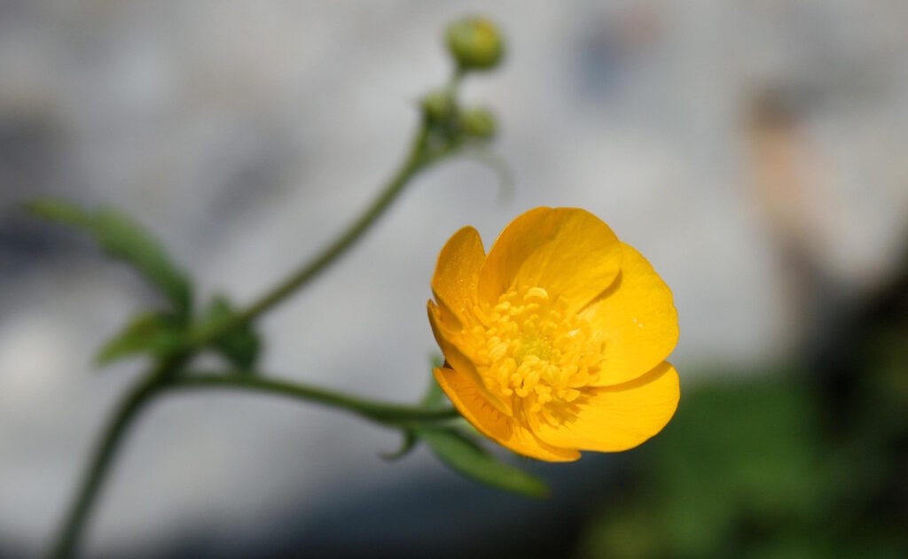 Das Foto zeigt die Blüte vom Kriechenden Hahnenfuß in Nahaufnahme