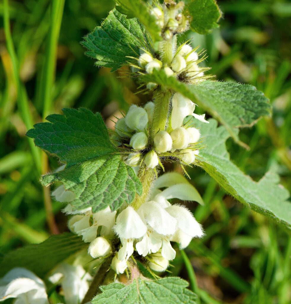 Das Foto zeigt die weißen Blüten der Brennnessel