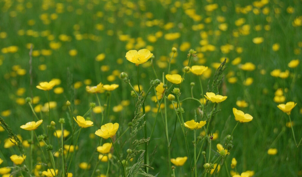 Das Foto zeigt eine ganze Wiese voller Butterblumen