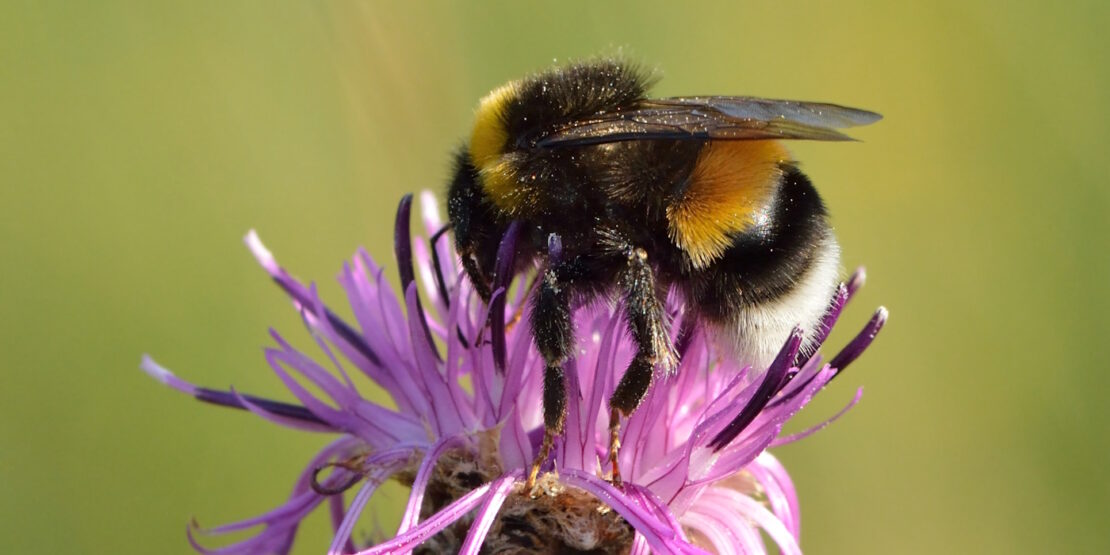 Das Foto zeigt eine Hellgelbe Erdhummel auf einer rosafarbenen Blüte