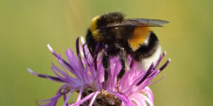 Das Foto zeigt eine Hellgelbe Erdhummel auf einer rosafarbenen Blüte