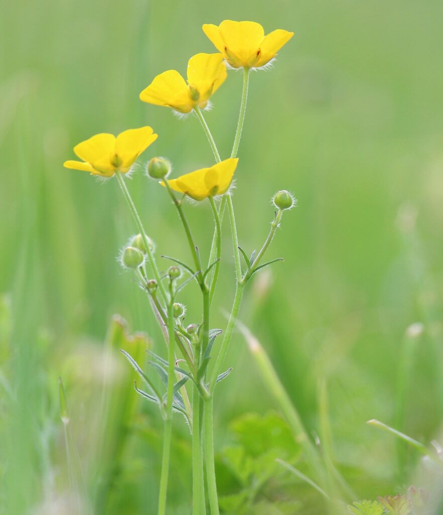Das Foto zeigt eine Butterblume in einer Wiese