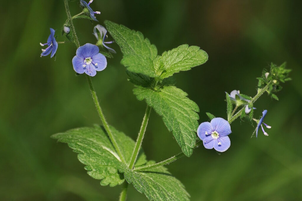 Das Foto zeigt die Blätter und Blüten vom Ehrenpreis