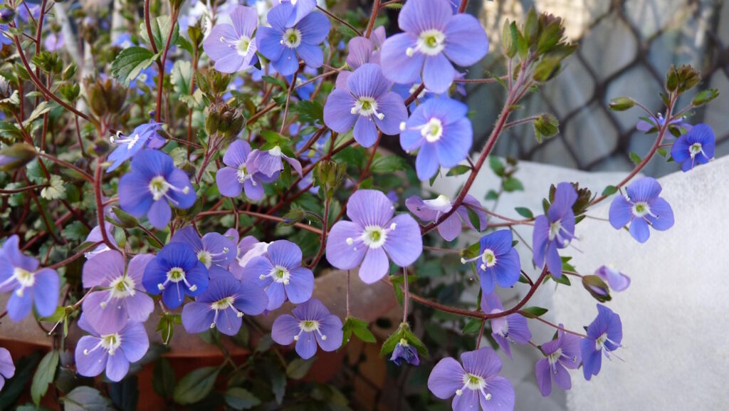 Das Foto zeigt die blauen Blüten vom Ehrenpreis