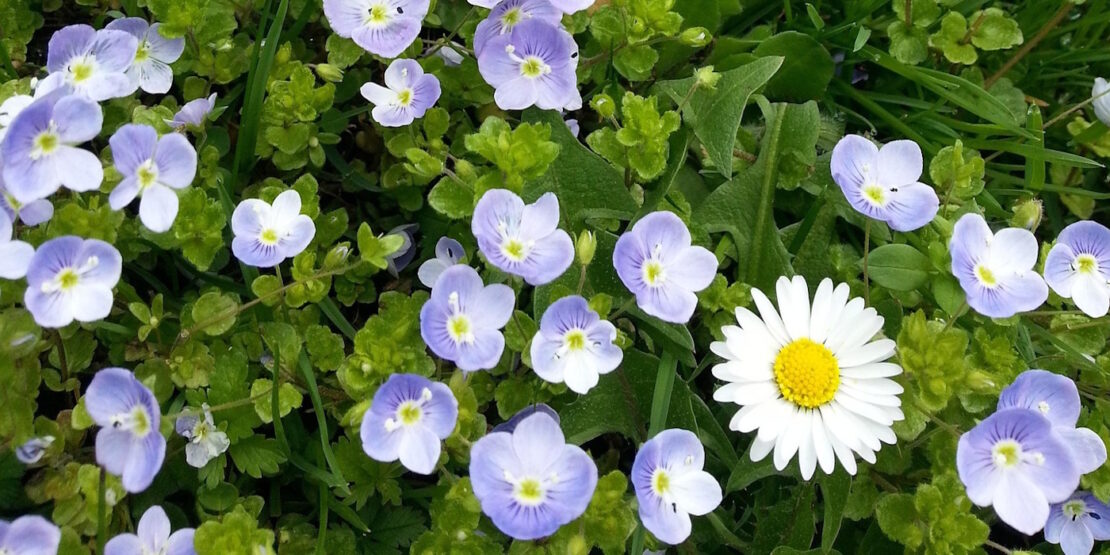 Das Foto zeigt den Ehrenpreis in der Wiese zwischen Gänseblümchen