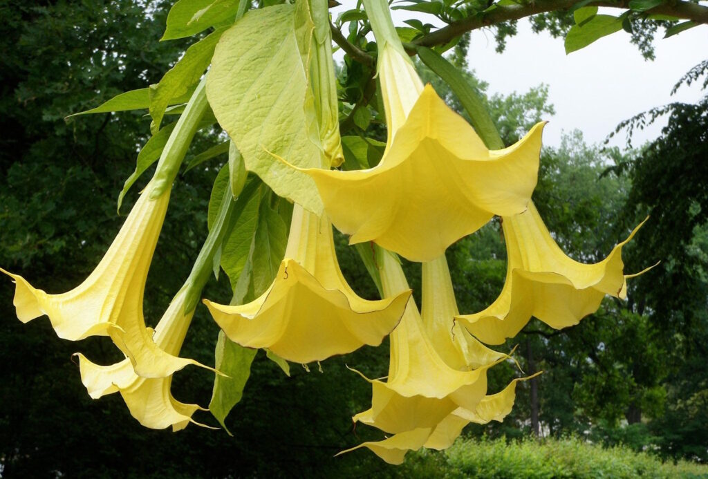Das Foto zeigt die gelben Blüten der Engelstrompete