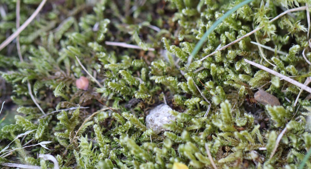 Das Foto zeigt flächendeckendes Moos im Garten