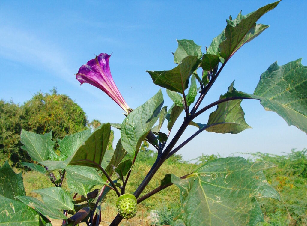Das Foto zeigt die Blüte, die Blätter und die Fruchtkapsel vom Stechapfel