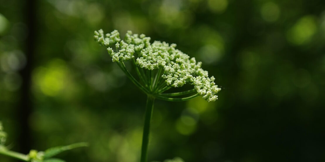 Das Foto zeigt die Gierschblüte