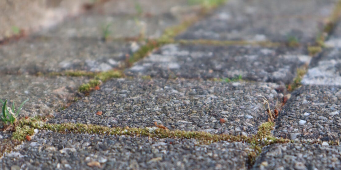 Das Foto zeigt Grünbelag in den Zwischenräumen von Pflastersteinen