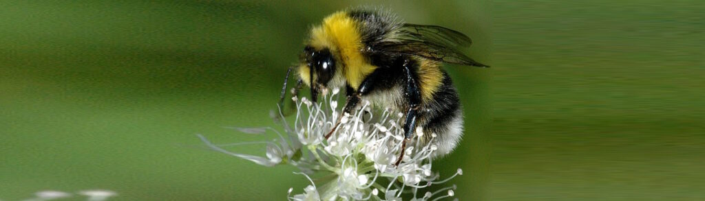 Das Foto zeigt eine Hellgelbe Erdhummel