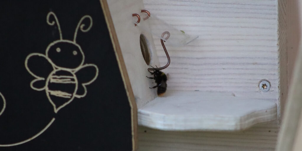 Das Foto zeigt eine Hummel, die in einen Hummelkasten hinein schlüpft
