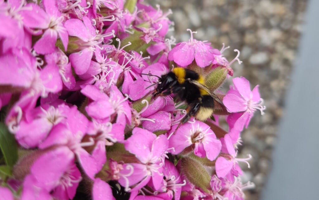 Das Foto zeigt eine Hummel auf einer rosafarbenen Blüte