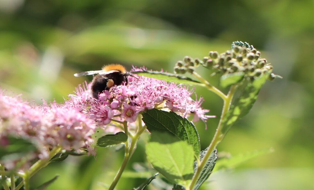 Das Foto zeigt eine Hummel auf eienr Blüte. Die Hummel hat Pollenhöschen an.