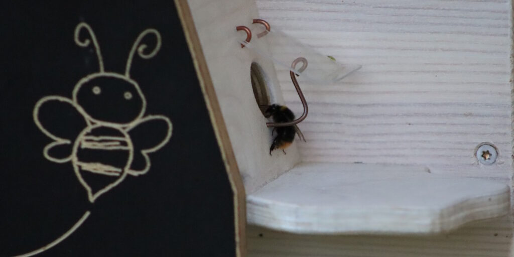 Das Foto zeigt eine Hummel, die in die Öffnung des Hummelkastens hinein schlüpft