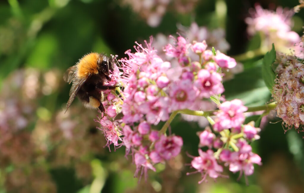 Das Foto zeigt eine Hummel auf einer rosafarbenen Blüte