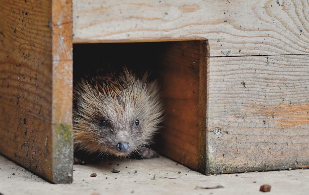 Das Foto zeigt einen Igel der aus dem Igelhaus heraus schaut
