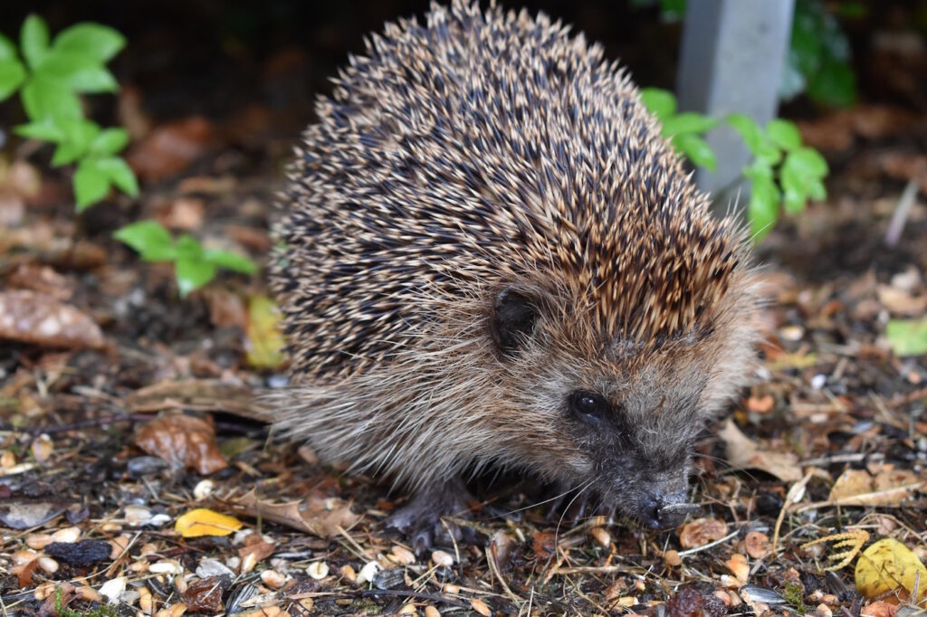 Das Foto zeigt einen Igel in der Natur