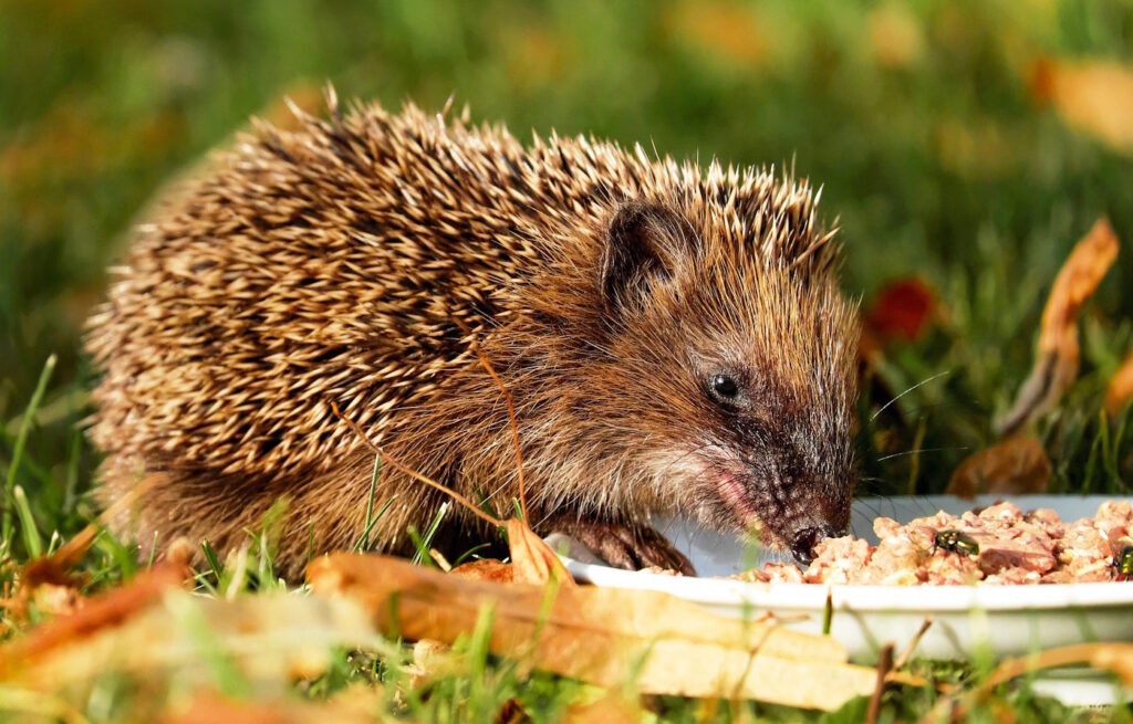 Das Foto zeigt einen Igel mit Futter, das auf einem Teller serviert ist