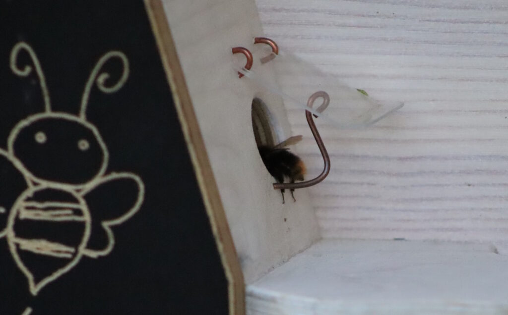 Das Foto zeigt nur noch den Hinterleib einer Hummel, die durch das Eingangsloch im Hummelkasten schlüpft