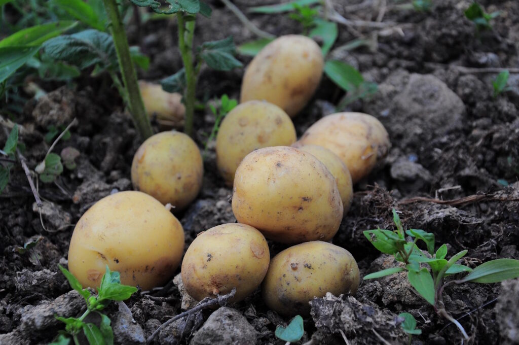 Das Foto zeigt Kartoffeln auf einem Acker