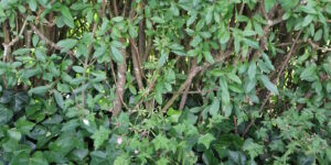Das Foto zeigt das Klettenlabkraut, das in einer Hecke wächst
