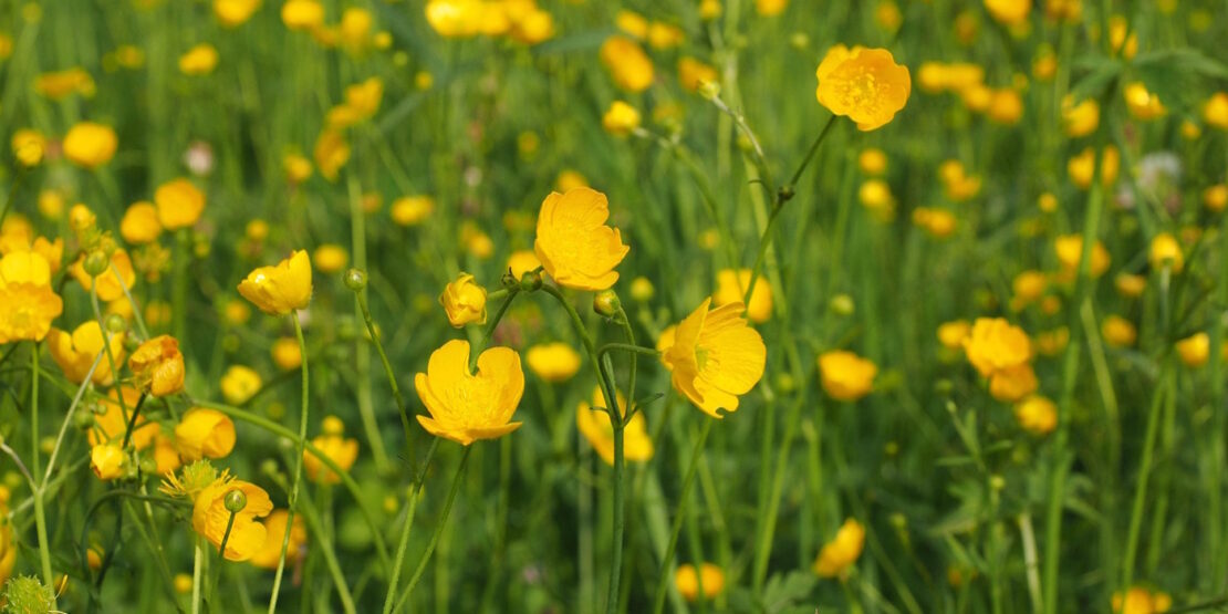 Das Foto zeigt eine Wiese voller Butterblumen