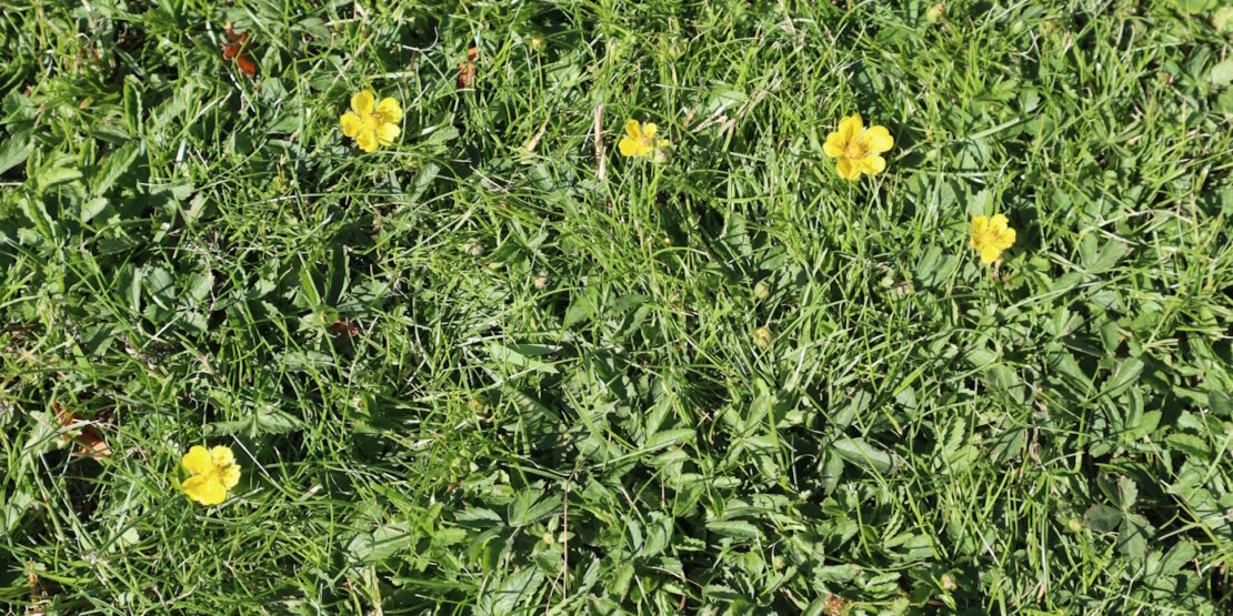 Das Foto zeigt Kriechendes Fingerkraut im Garten