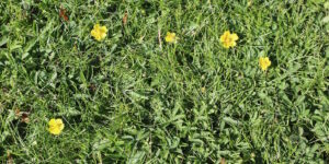 Das Foto zeigt Kriechendes Fingerkraut im Garten