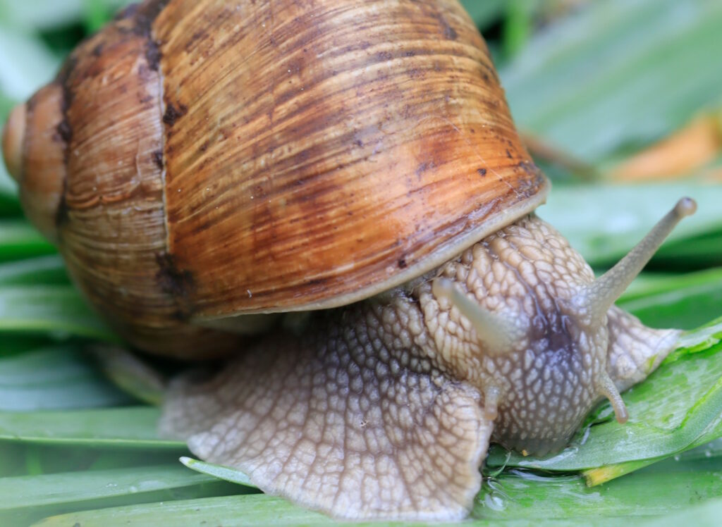 Das Foto zeigt den Lippenrand vom Haus der Weinbergschnecke