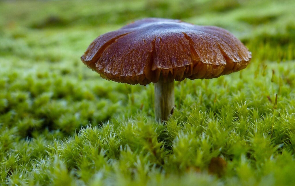 Das Foto zeigt einen Pilz der in Moos wächst