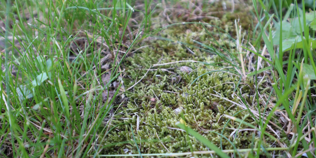 Das Foto zeigt Moos zwischen Grashalmen