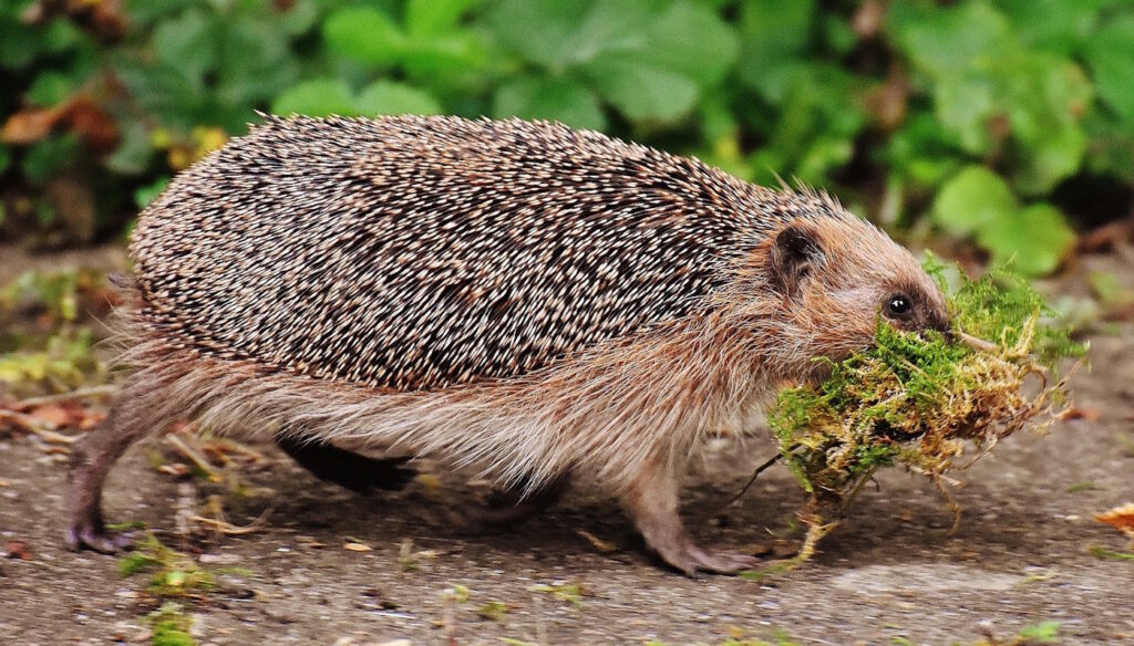 Das Foto zeigt einen Igel der Moos transportiert