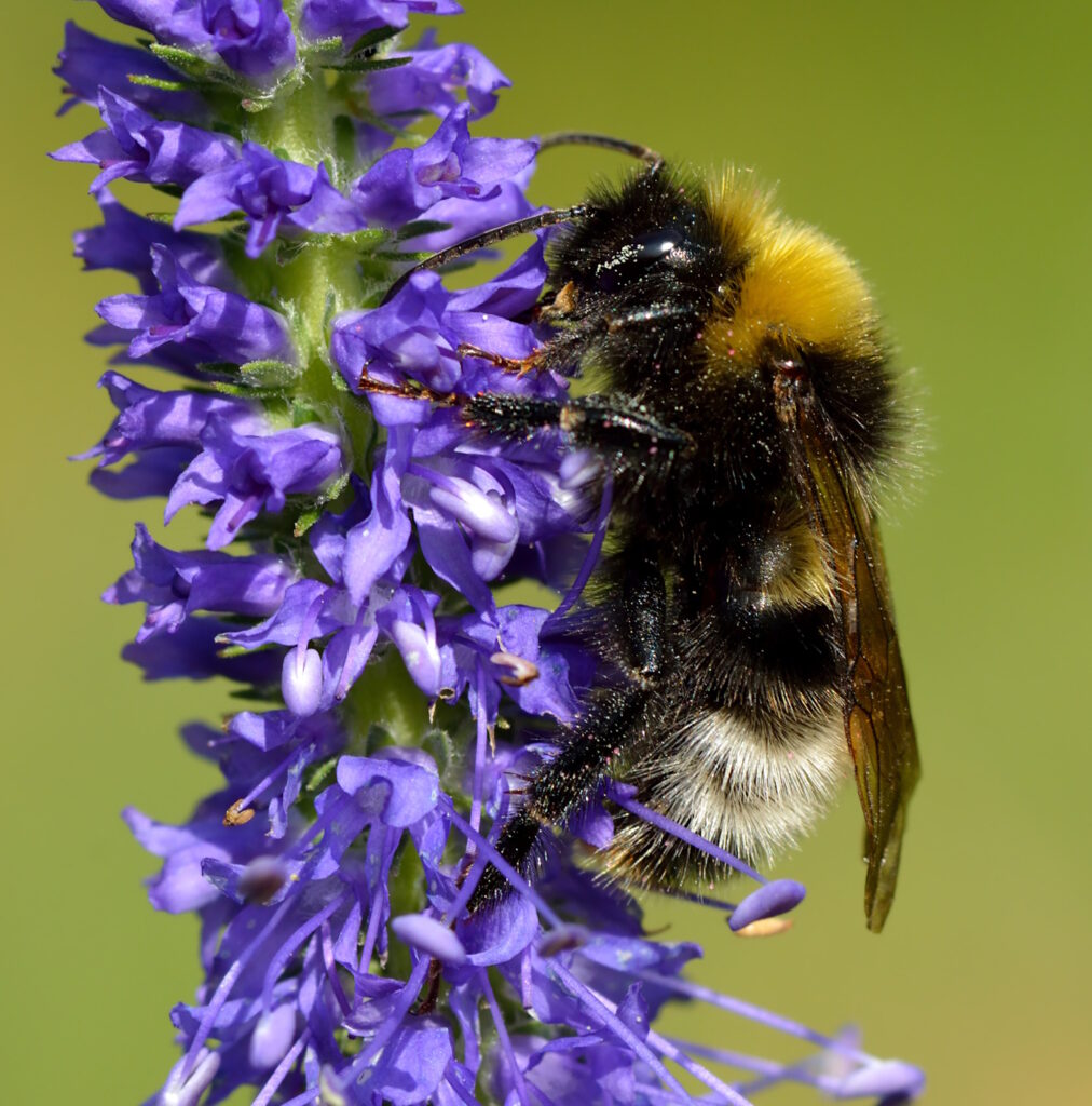 Das Foto zeigt eine Norwegische Kuckuckshummel auf einer blauen Blüte