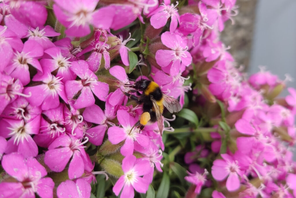 Das Foto zeigt die gelben Pollenhöschen der Hummel