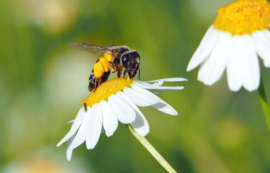 Das Foto zeigt eine Biene mit Pollenhöschen, die auf einer Blüte sitzt