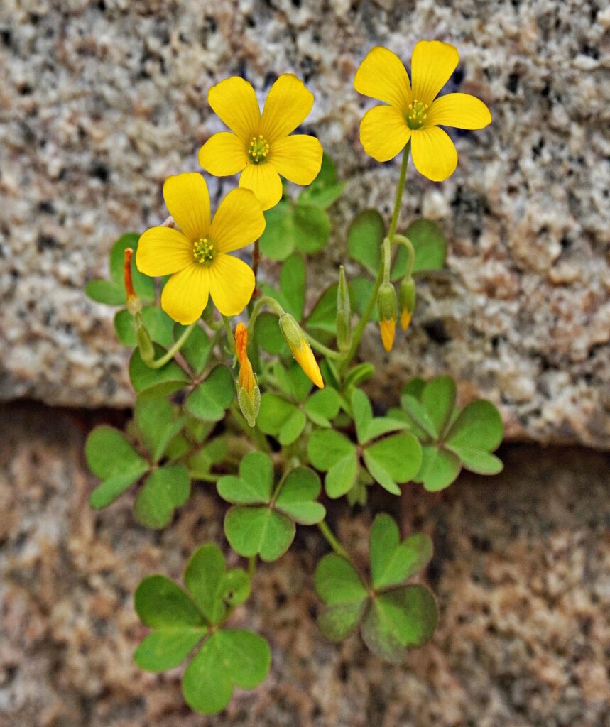 Das Foto zeigt Sauerklee und seine gelben Blüten