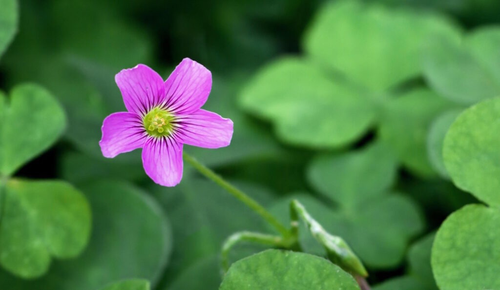 Das Foto zeigt Sauerklee mit einer pinkfarbenen Blüte
