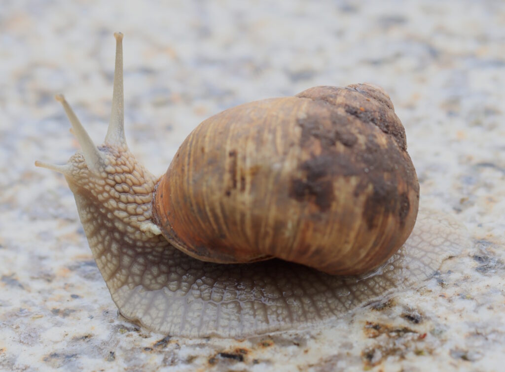 Das Foto zeigt eine Weinbergschnecke auf einem nassen Steinboden