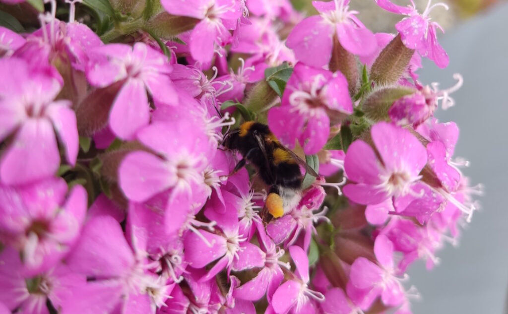 Das Foto zeigt eine Hummel auf rosafarbenem Seifenkraut