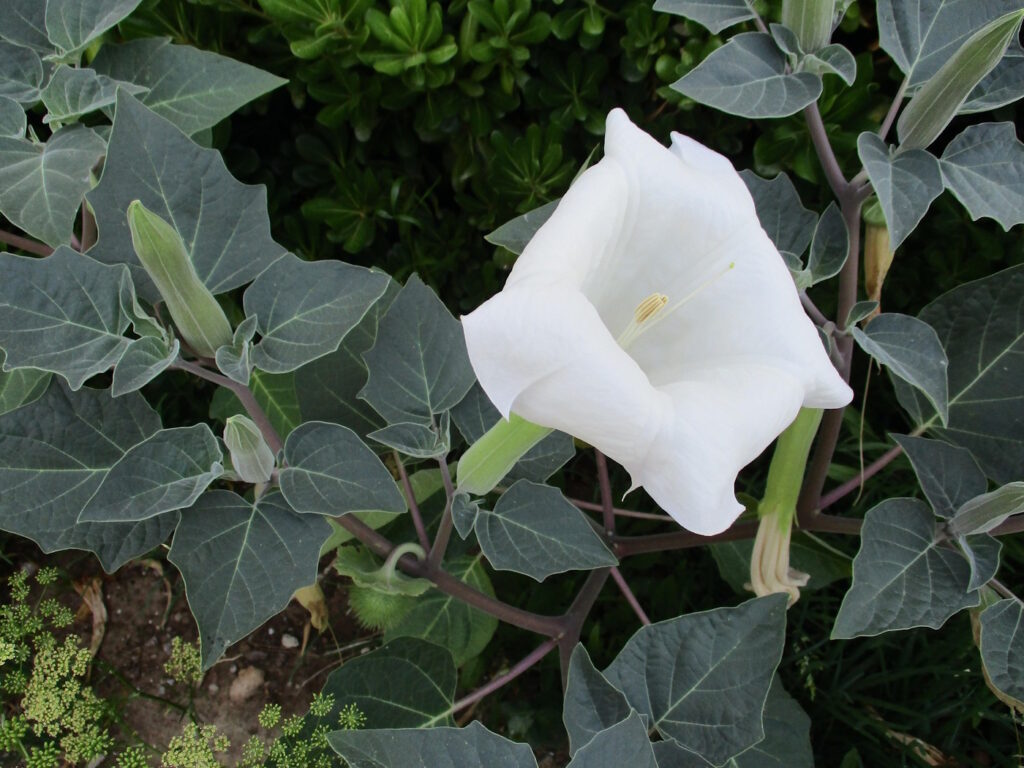 Das Foto zeigt eine weiße Blüte des Stechapfels und dunkelgrüne Blätter