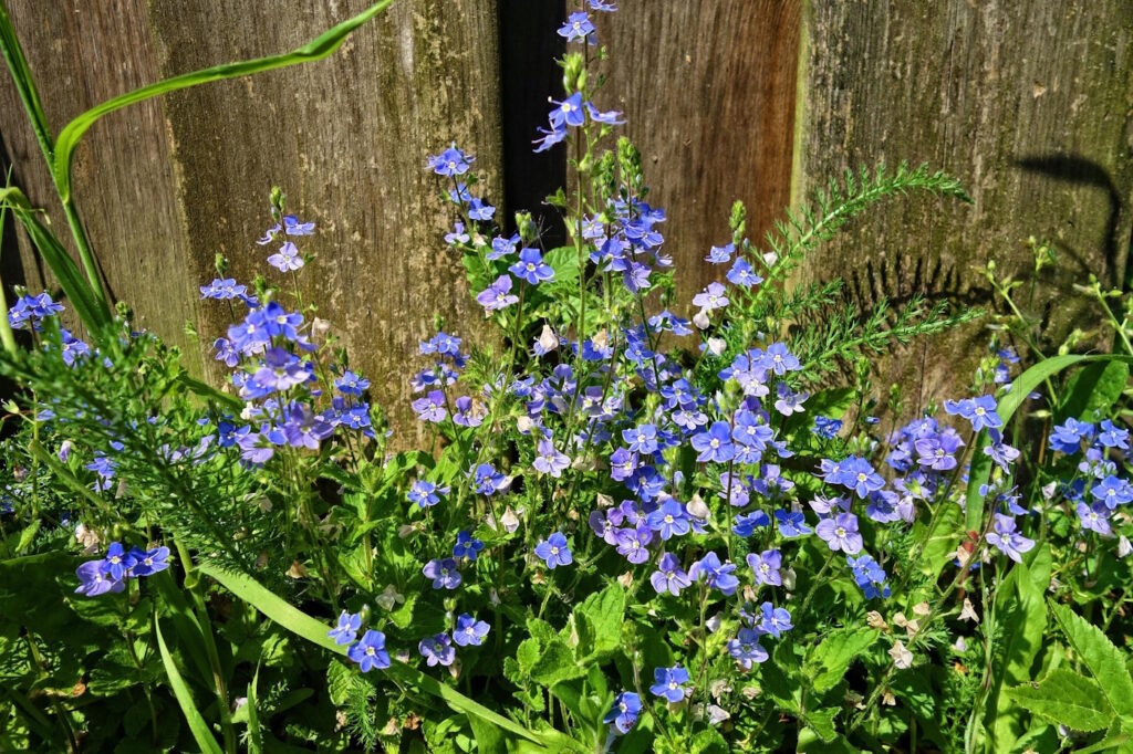 Das Foto zeigt den blauen Ehrenpreis vor einem Holzzaun