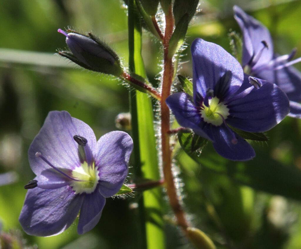 Das Foto zeigt die violetten Blüten des sogenannten "Echten Ehrenpreises"