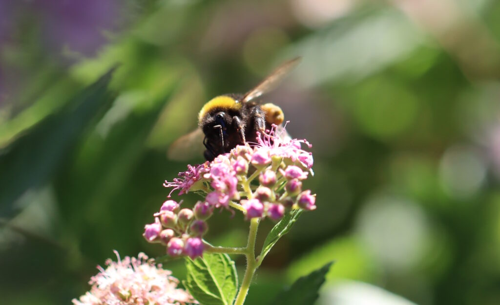 Das Foto zeigt eine Hummel von vorne, die auf einer Blume sitzt